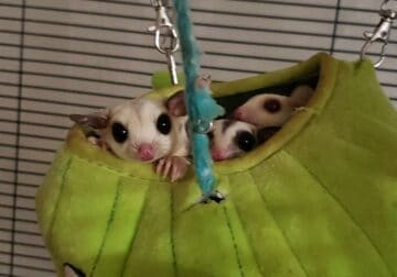 Sugar gliders for sell