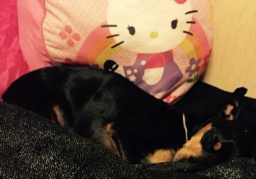 Looking for Miniature Pincher (Min Pin)