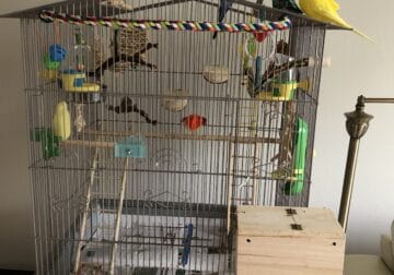 Three Parakeets, Lg Cage and Many Accessories.
