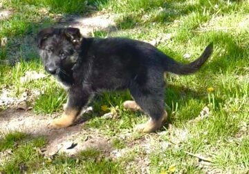 AKC Registered German Shepherd Puppies