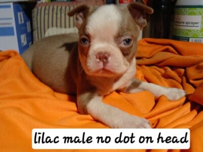 Boston Terrier puppies also French Bulldog puppies