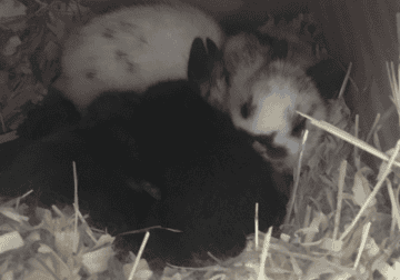 Netherland Dwarf Bunnies, Bunny, Rabbits