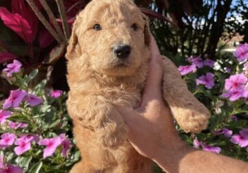 Beautiful goldendoodle pups available DOB 3/25/24