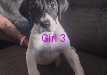 Great Dane Puppies for sale