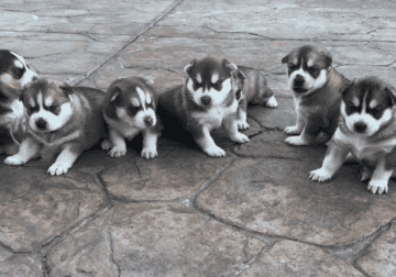 Huskies Puppies