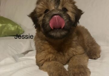 Beautiful wheaten terrier /Aussi doodle pups