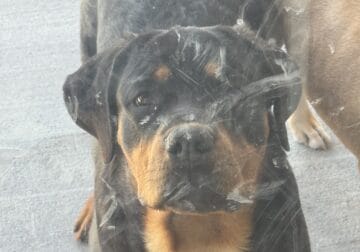 6 month old Rottweiler AKC
