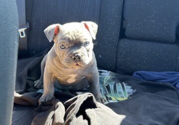 7 week American Bully available