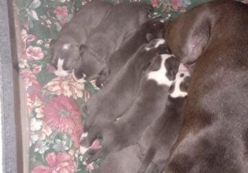 3 girls 1boy blue pit puppies