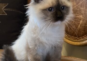 Seal Mitted Male Ragdoll