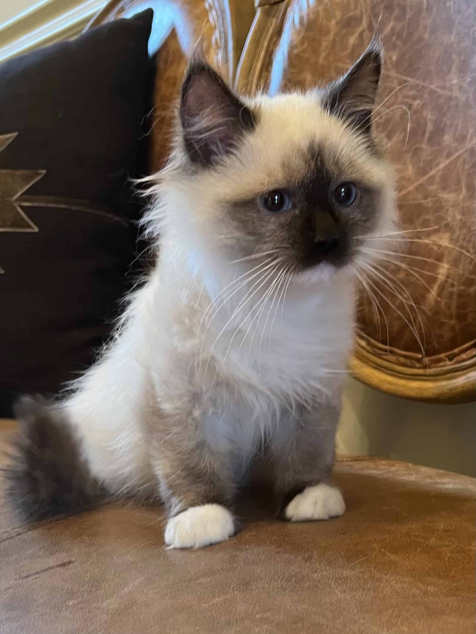 Seal Mitted Male Ragdoll