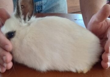 New Zealand Rabbits For Sale