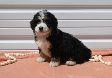 Mini Bernedoodle Puppy-Annie
