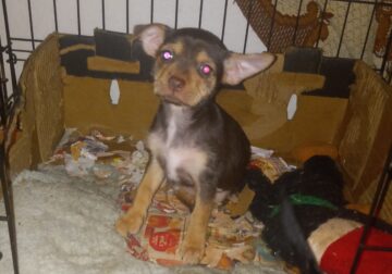 Chihuahua yorkie puppies 8 weeks