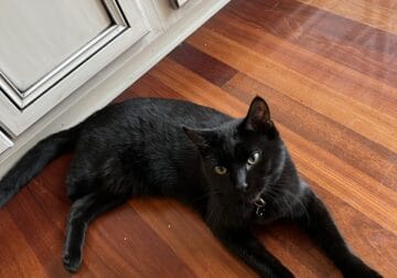 Three Legged Sweet Black Young Cat