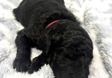 AKC Standard Poodle Puppies Available