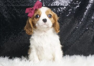 Twinkle Toes AKC Ch Lines Cavalier