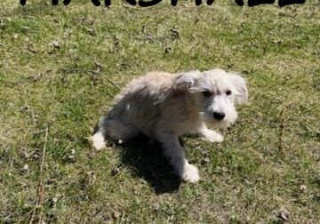 Marshall Male Schnoodle Puppy