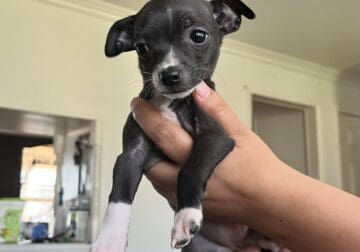Chihuahua puppy / female