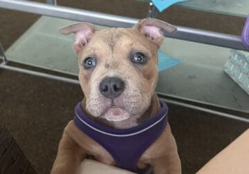 Rehoming 3 month old bully