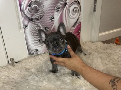 Dolce….AKC Frenchie Puppy