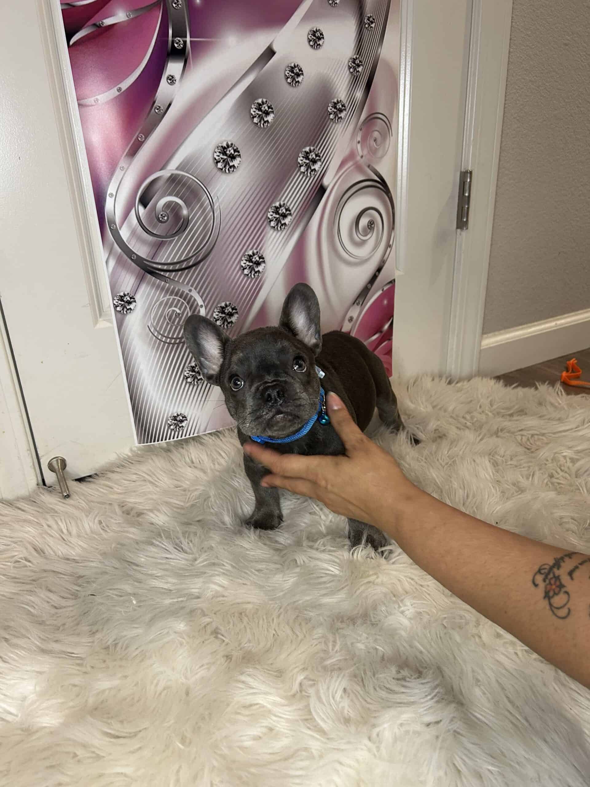 Dolce….AKC Frenchie Puppy