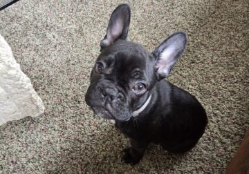 Frenchie PUPPY (male)
