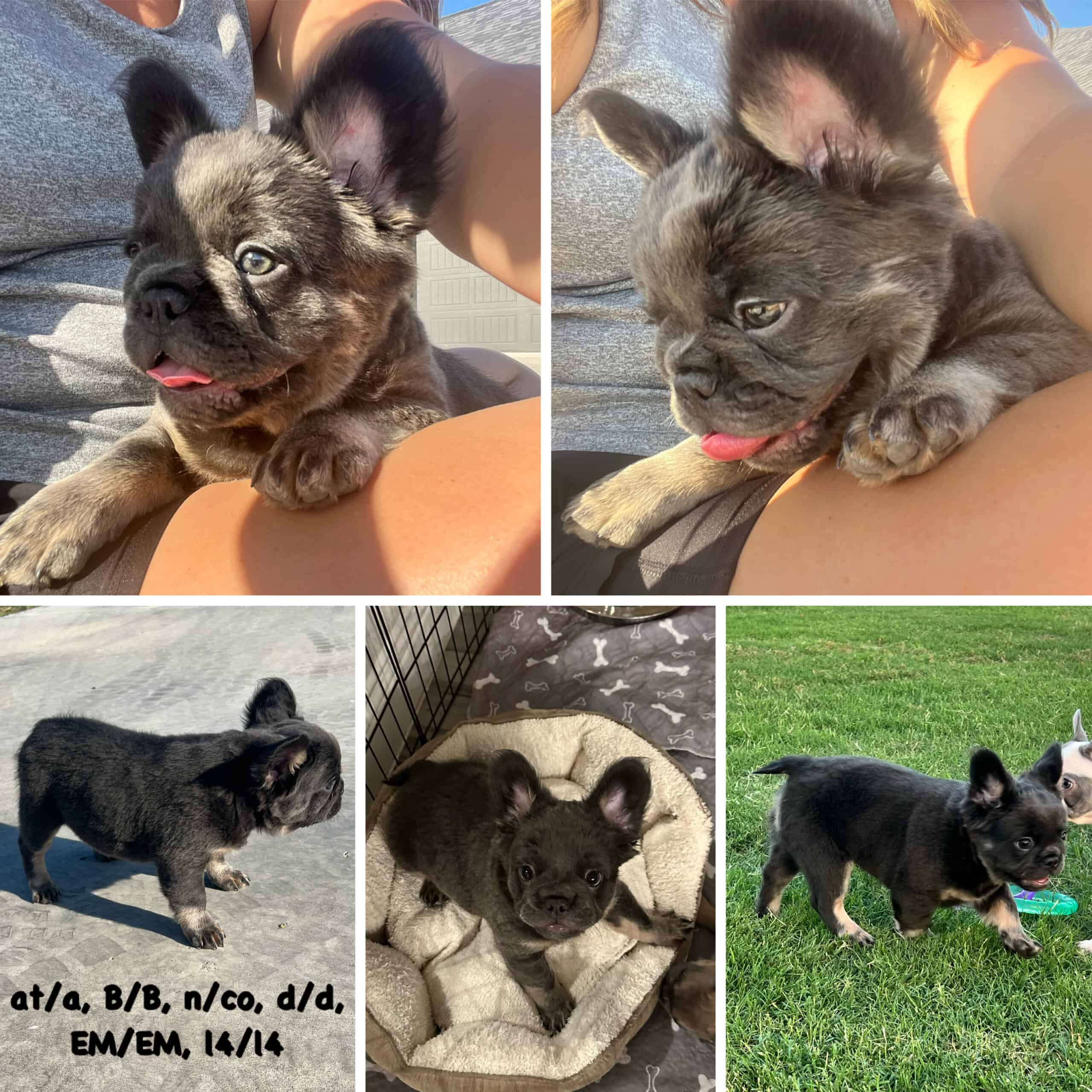 Fluffy Blue & tan frenchie | PetClassifieds.com