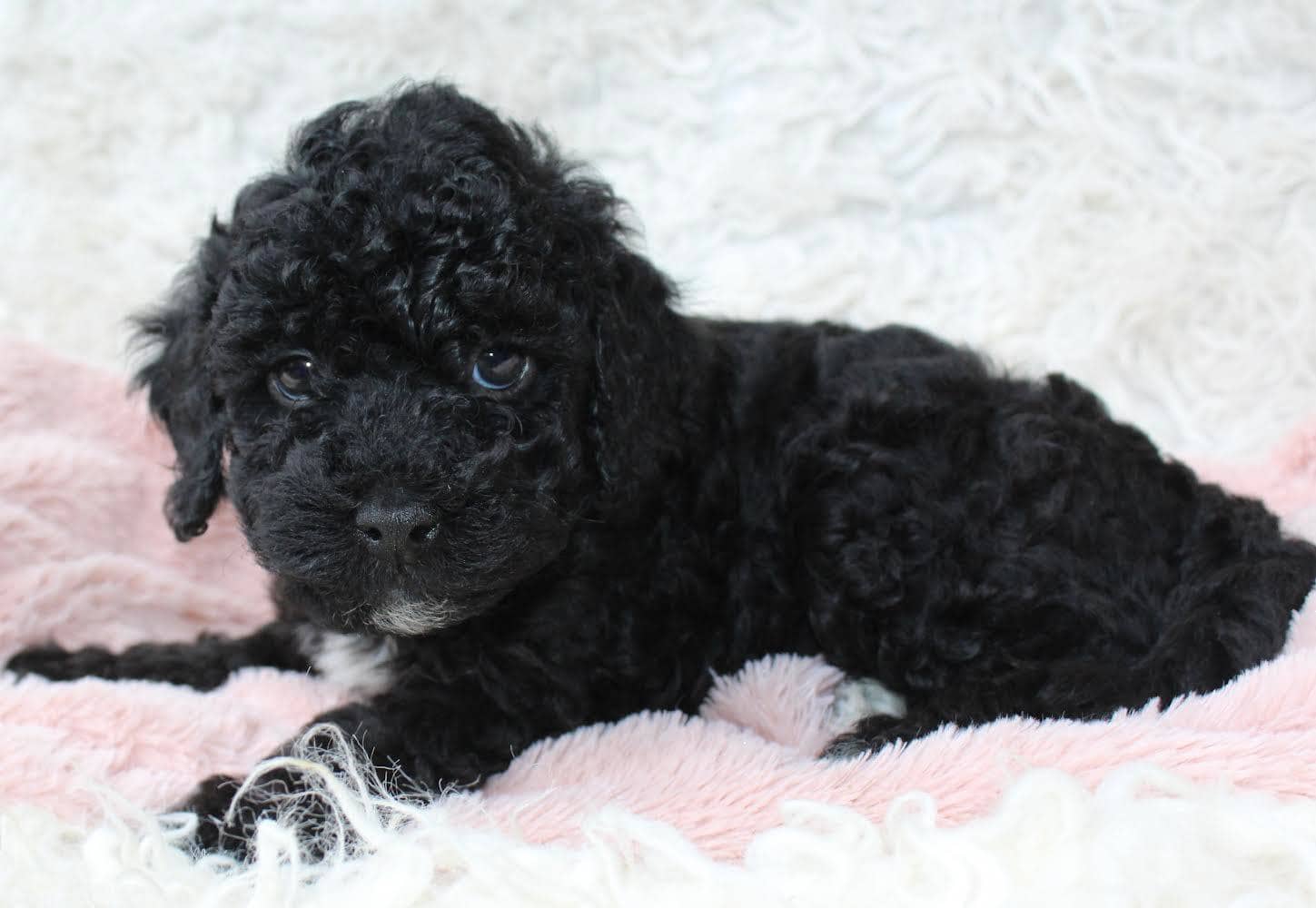 AKC Mini Poodles – Pickup and USA Delivery
