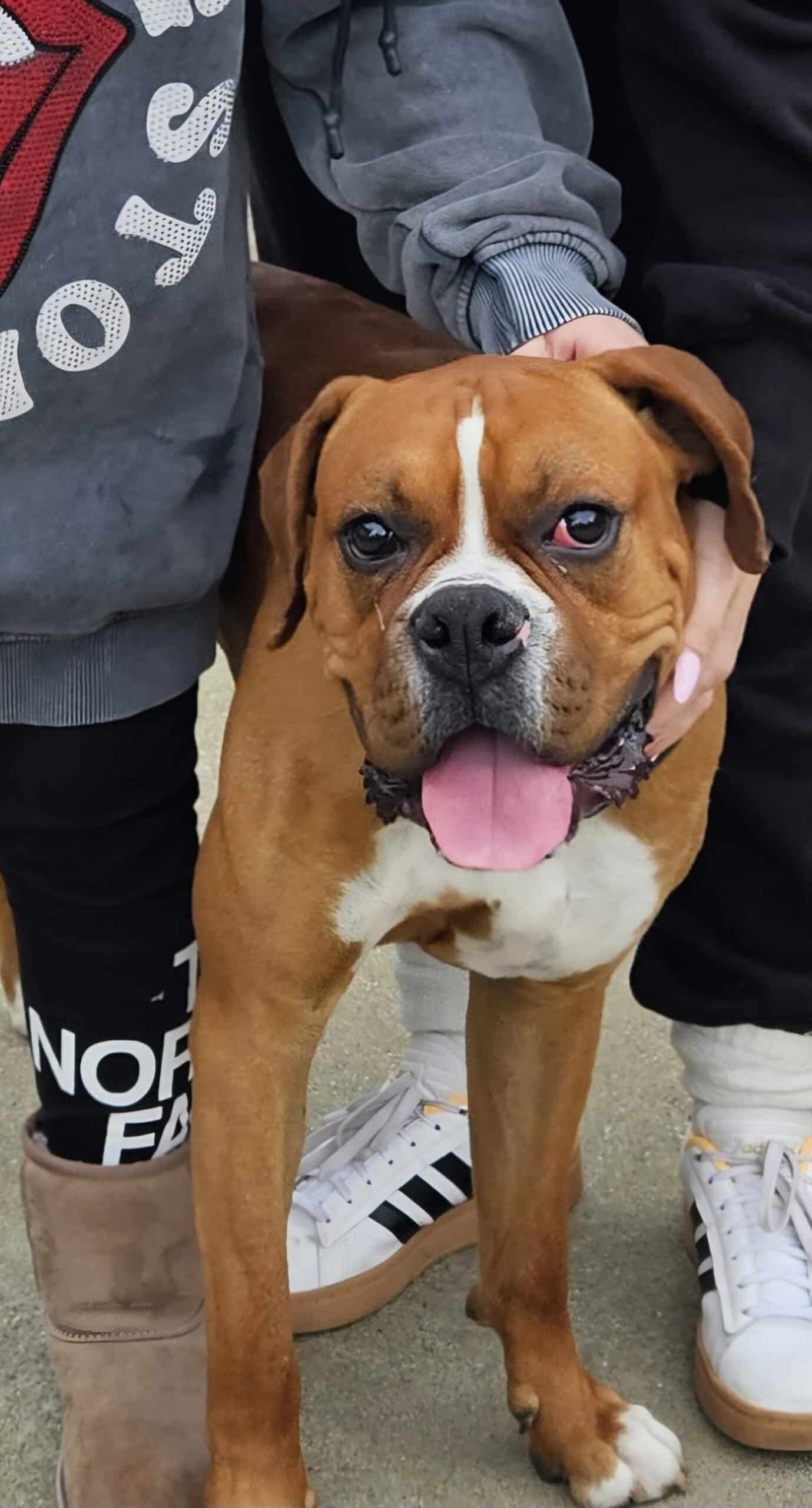 1 Year Old Boxer | PetClassifieds.com