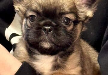 Chip – Sable Fluffy French Bulldog! Ready now!
