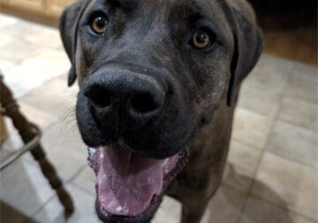 Cane Corso Looking for a New Home