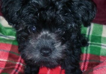 Yorkie poo male puppy