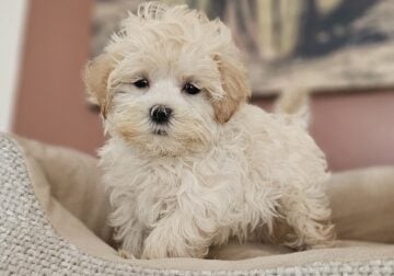 Adorable TOY Maltipoo Puppy – Ready NOW