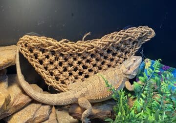 Free bearded dragon and enclosure