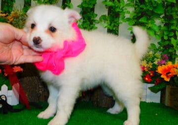 American Eskimo X Babies. PERFECT FOR MOTHERS DAY