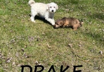 Drake Male Schnoodle Puppy