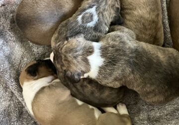 5 beautiful purebred registered Boxer puppies