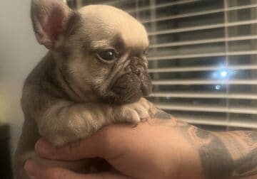 Adorable cute male frenchie