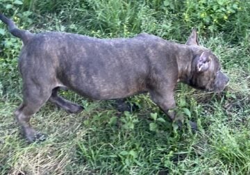 Exotic-American Bully Pocket size Blue Brindle