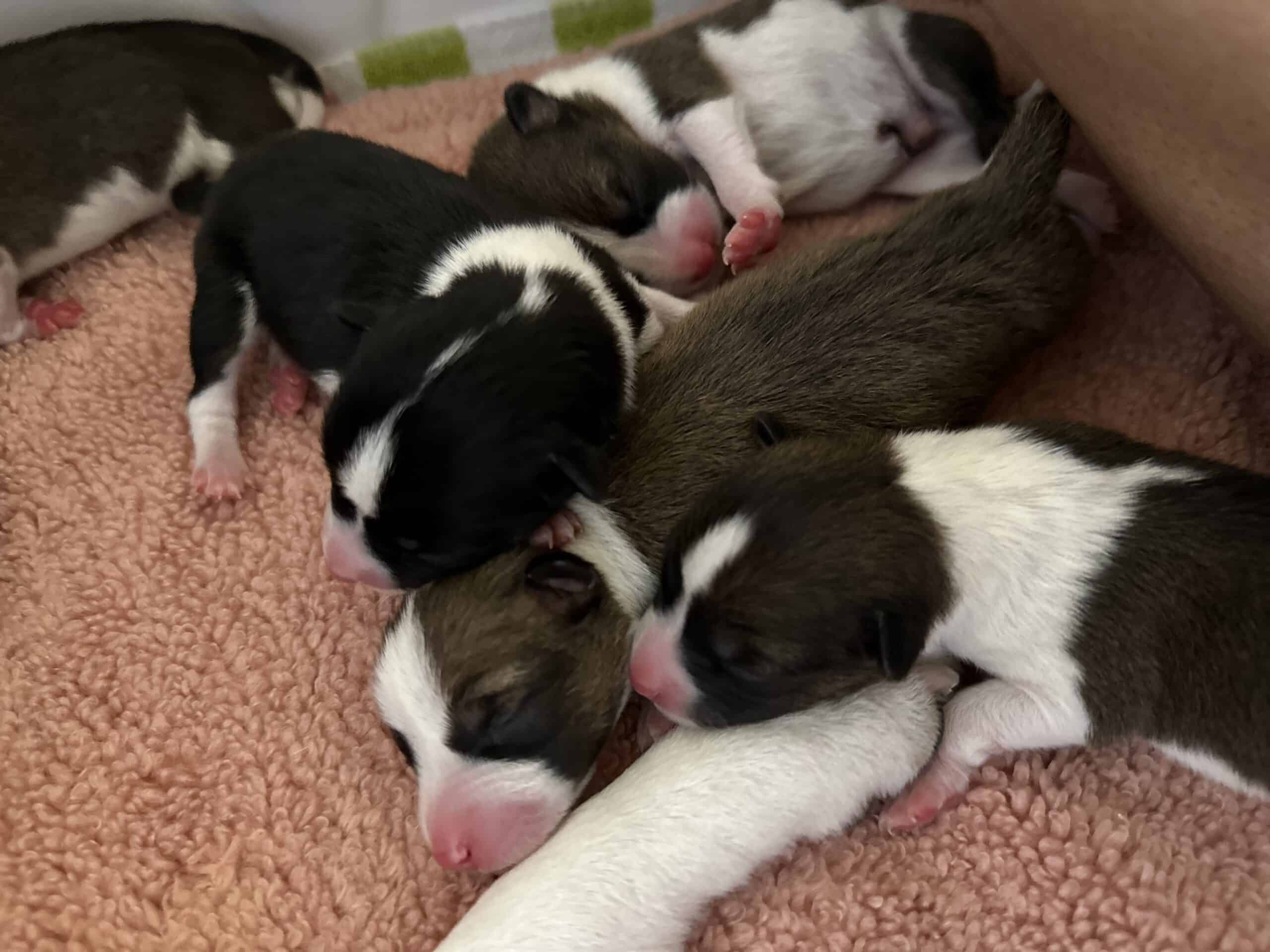 5 healthy Basenji puppies!