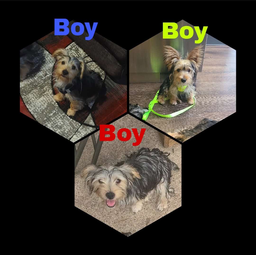 Yorkshire Terriers-3 boys available