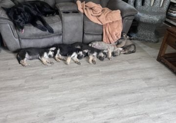 (8) 9 week old German shepherd puppies