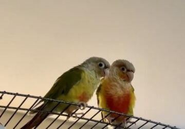 Pair of green cheek conures with cages