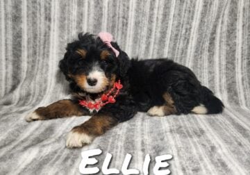 Mini Bernedoodle puppy Ellie