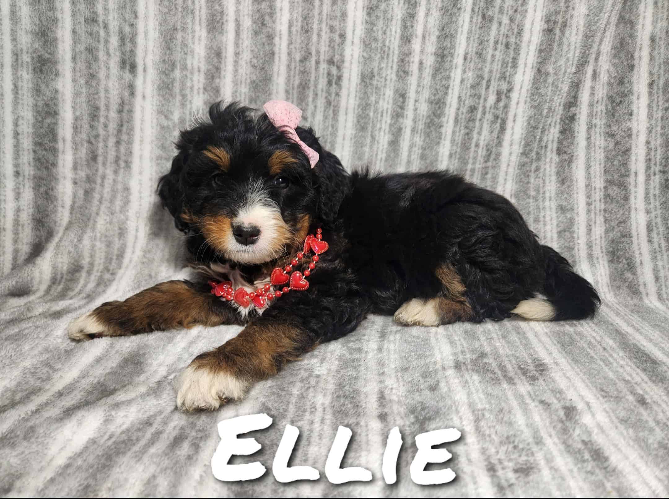 Mini Bernedoodle puppy Ellie