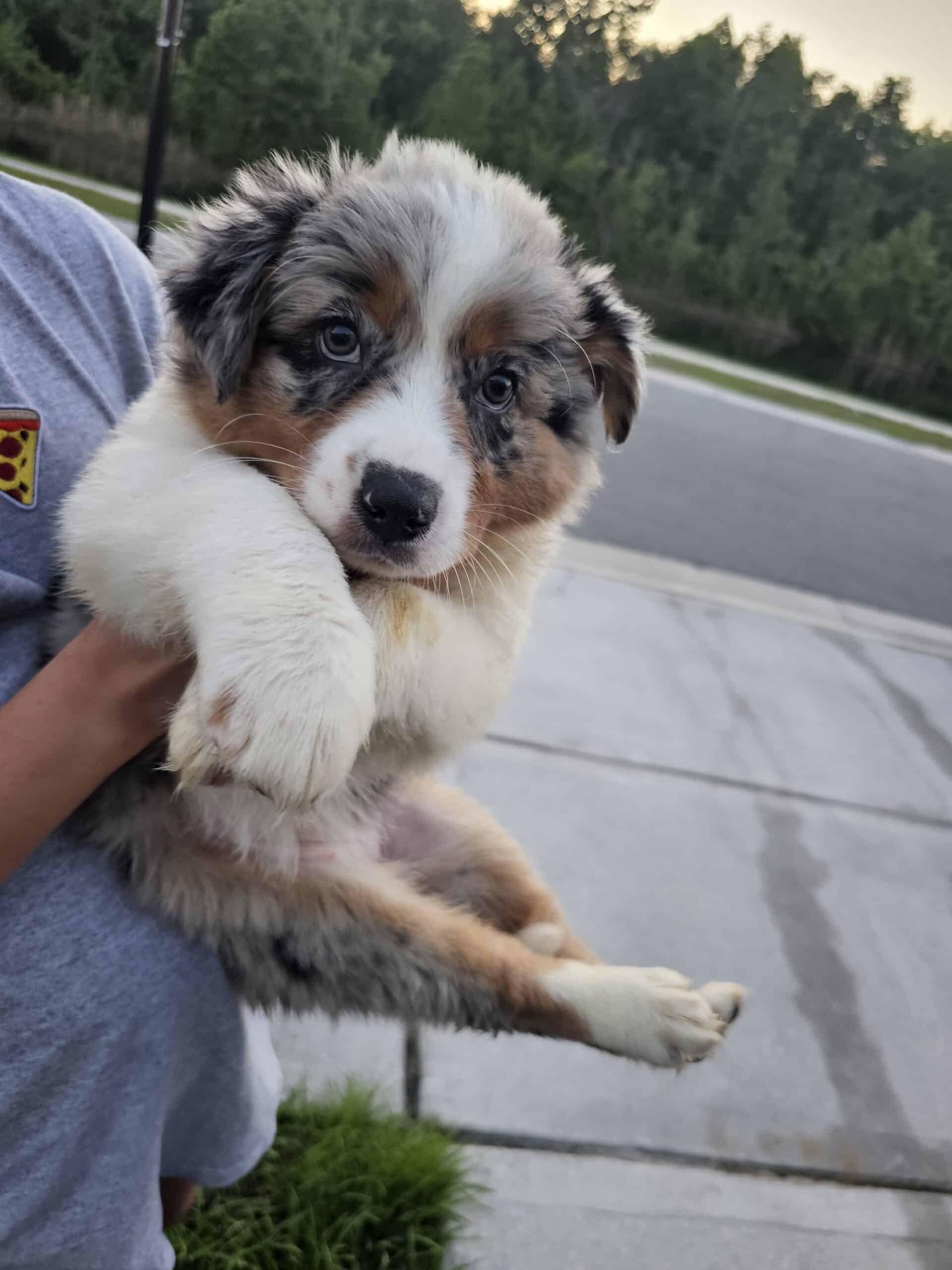 Australian Sheperd