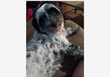 full breed havanese with all paperwork and shots