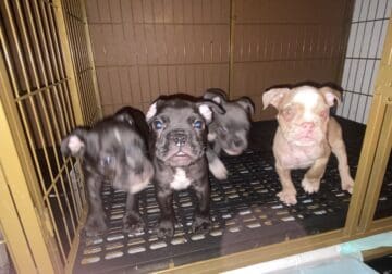 Micro Exotic- American Bully Puppy