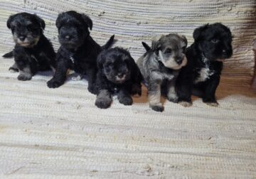 Miniature schnauzer puppies
